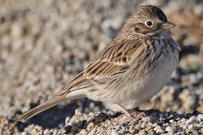 Vesper Sparrow Picture @ Kiwifoto.com