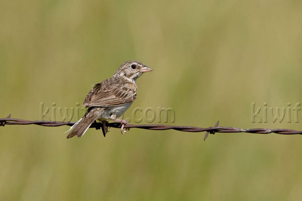 Vesper Sparrow Photo @ Kiwifoto.com