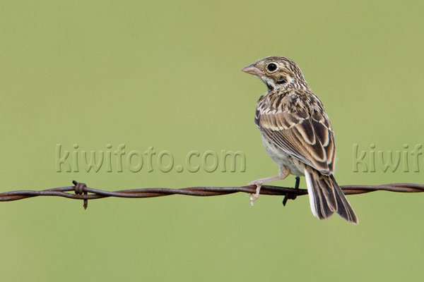 Vesper Sparrow