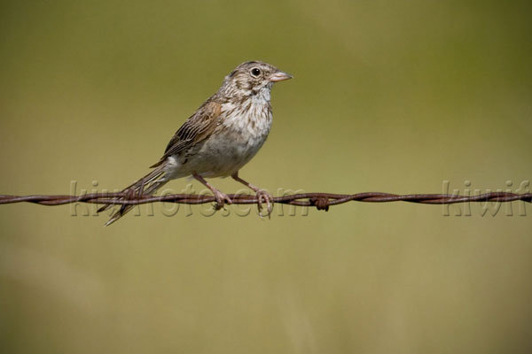 Vesper Sparrow Photo @ Kiwifoto.com