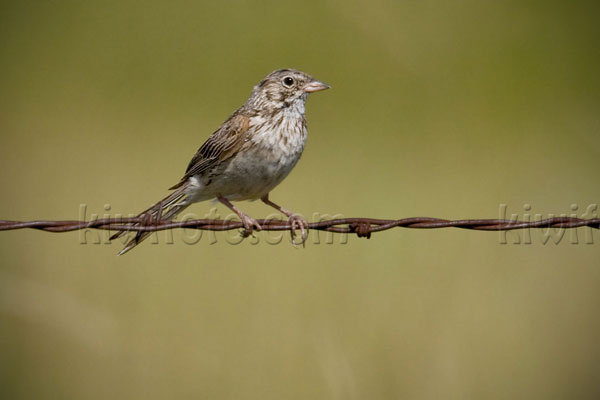 Vesper Sparrow Image @ Kiwifoto.com