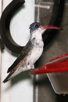 Violet-crowned Hummingbird Image @ Kiwifoto.com