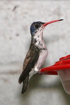 Violet-crowned Hummingbird Photo @ Kiwifoto.com