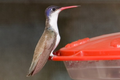 Violet-crowned Hummingbird