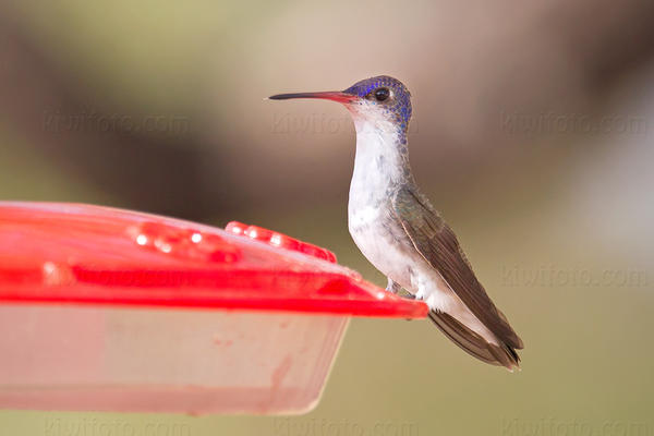 Violet-crowned Hummingbird Picture @ Kiwifoto.com
