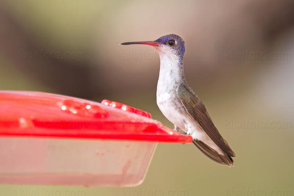 Violet-crowned Hummingbird Image @ Kiwifoto.com