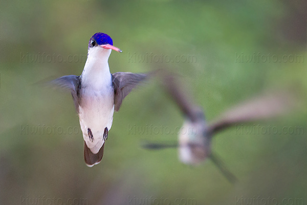 Violet-crowned Hummingbird Image @ Kiwifoto.com