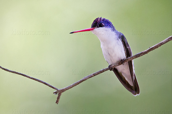 Violet-crowned Hummingbird