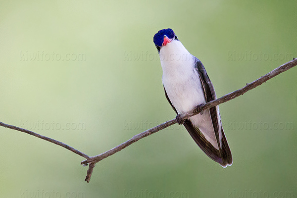 Violet-crowned Hummingbird Image @ Kiwifoto.com