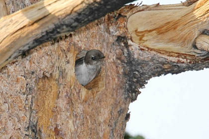 Violet-green Swallow Photo @ Kiwifoto.com