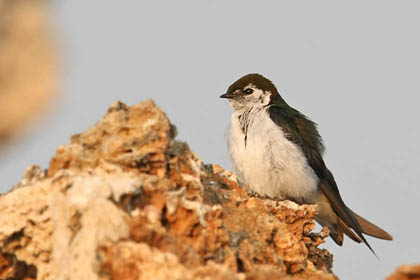 Violet-green Swallow Image @ Kiwifoto.com