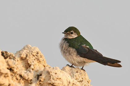 Violet-green Swallow