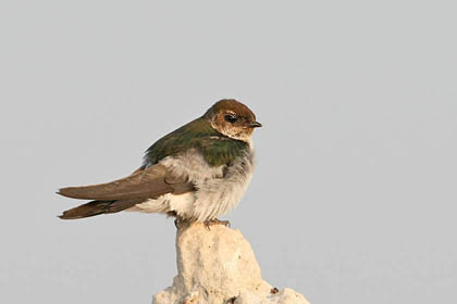 Violet-green Swallow Photo @ Kiwifoto.com