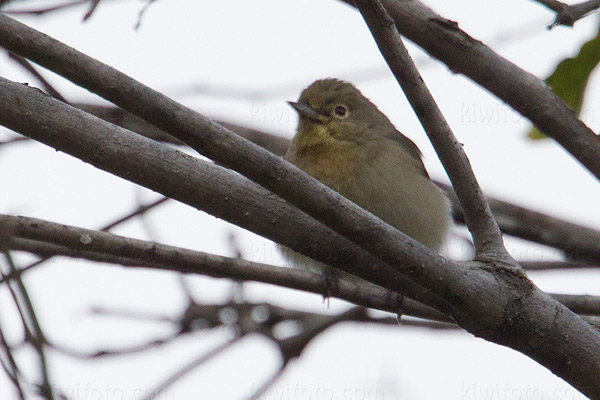 Virginia's Warbler Image @ Kiwifoto.com