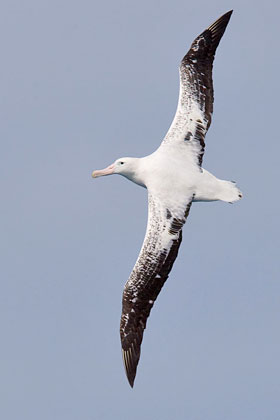 Wandering Albatross Image @ Kiwifoto.com