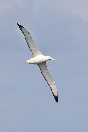 Wandering Albatross Image @ Kiwifoto.com