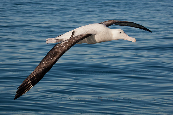 Wandering Albatross Image @ Kiwifoto.com