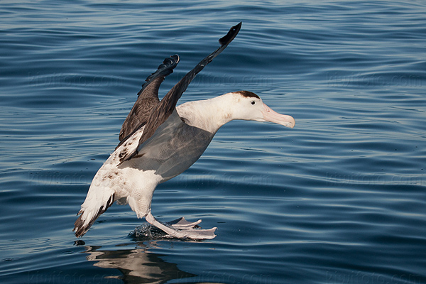 Wandering Albatross Photo @ Kiwifoto.com