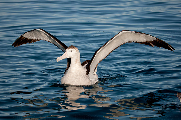 Wandering Albatross Image @ Kiwifoto.com
