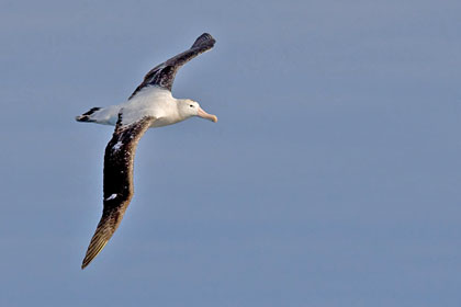 Wandering Albatross Photo @ Kiwifoto.com