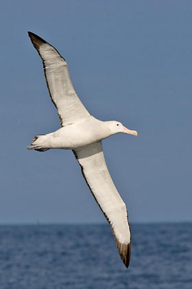 Wandering Albatross Image @ Kiwifoto.com
