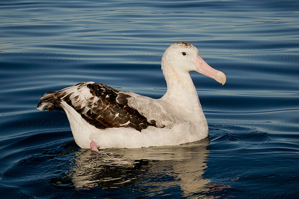 Wandering Albatross Photo @ Kiwifoto.com