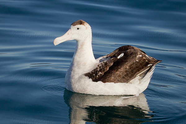 Wandering Albatross Picture @ Kiwifoto.com