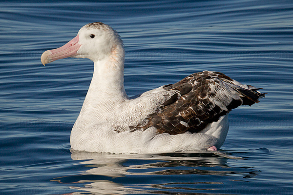 Wandering Albatross Picture @ Kiwifoto.com