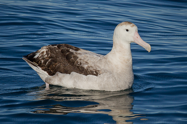 Wandering Albatross Image @ Kiwifoto.com