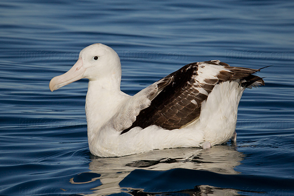 Wandering Albatross Image @ Kiwifoto.com