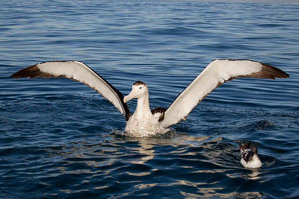 Wandering Albatross Image @ Kiwifoto.com