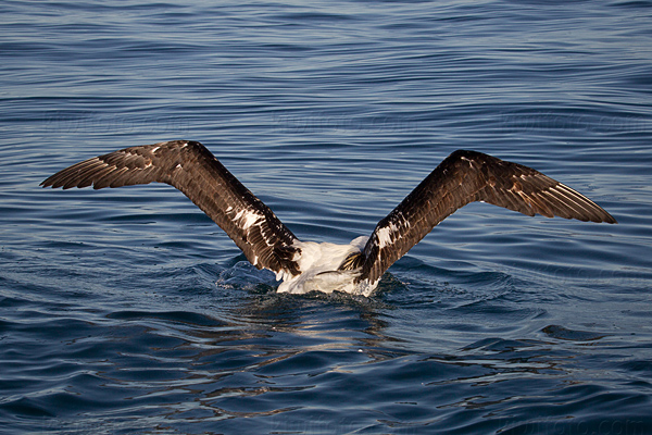 Wandering Albatross Image @ Kiwifoto.com
