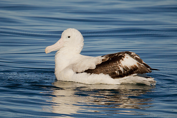 Wandering Albatross Image @ Kiwifoto.com