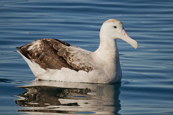 Wandering Albatross Picture @ Kiwifoto.com