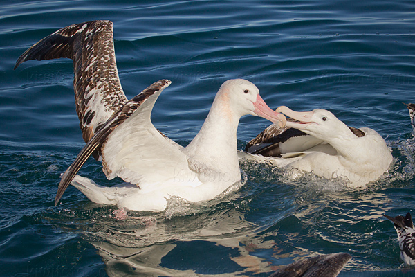 Wandering Albatross Picture @ Kiwifoto.com