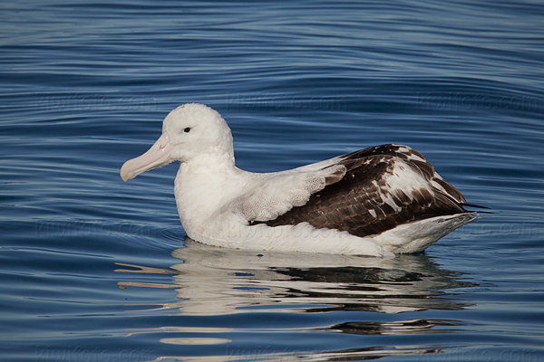 Wandering Albatross Photo @ Kiwifoto.com