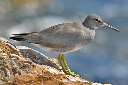 Wandering Tattler Image @ Kiwifoto.com