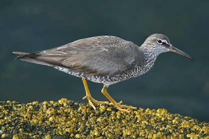 Wandering Tattler Image @ Kiwifoto.com