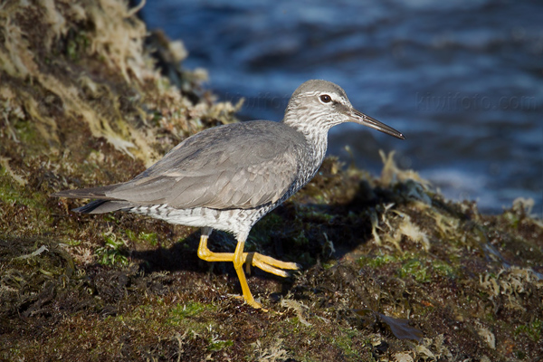 Wandering Tattler Photo @ Kiwifoto.com