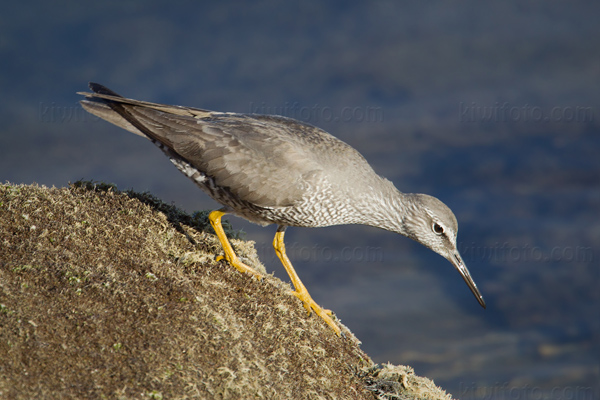 Wandering Tattler Photo @ Kiwifoto.com
