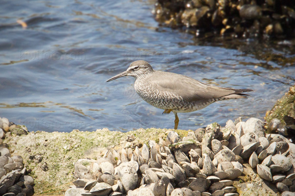 Wandering Tattler