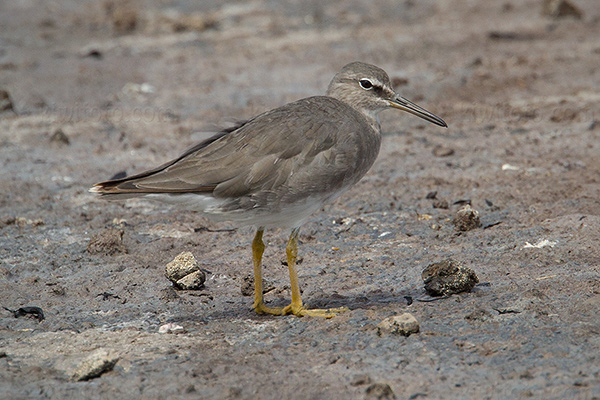 Wandering Tattler Picture @ Kiwifoto.com