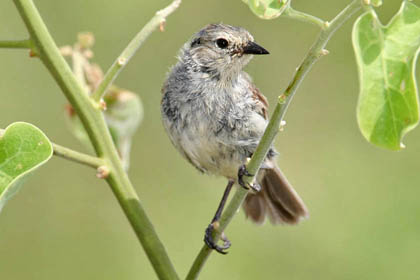 Warbler Finch Image @ Kiwifoto.com