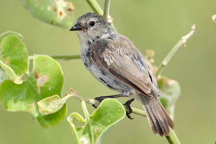 Warbler Finch