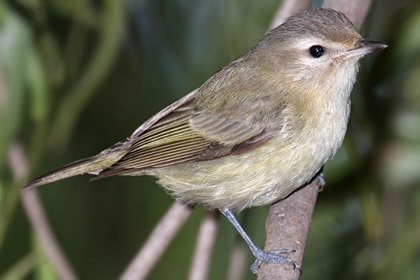 Warbling Vireo Image @ Kiwifoto.com