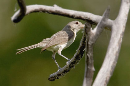Warbling Vireo Image @ Kiwifoto.com
