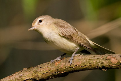 Warbling Vireo Image @ Kiwifoto.com