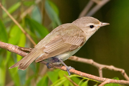 Warbling Vireo Image @ Kiwifoto.com