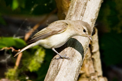 Warbling Vireo Photo @ Kiwifoto.com