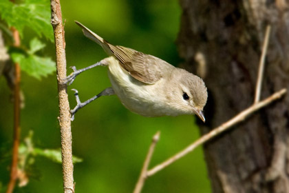 Warbling Vireo Photo @ Kiwifoto.com